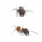 Pheidole cf. yeensis